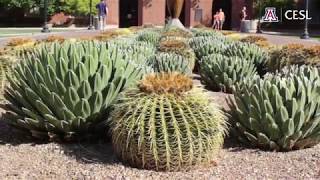 University of Arizona Campus Tour [upl. by Yraeht112]