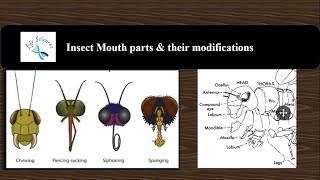 Insect mouthparts  Its modifications  Entomology MOUTH PARTS OF AN INSECT  Insect morphology [upl. by Brandt]