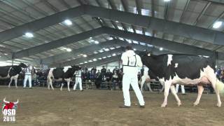 Grand Champion Holstein  Ontario Spring Discovery 2016 [upl. by Annoit]