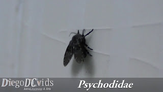 Clogmia albipunctata Mothfly Psychodidae Bathroom Fly [upl. by Antonius]