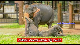 රහස් කියන අලි පැංචා  SRILANKA CUTE BABY ELEPHANT SAJJANA AND DISSA [upl. by Drice243]