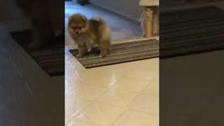 Cute Pomeranian Puppy Barking adorable soundshorts [upl. by Micco]