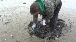 Duxbury Quahog Digging [upl. by Nedmac]