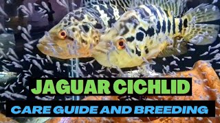 JAGUAR CICHLID  Watch this before you buy one [upl. by Elgar]