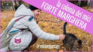 🐱 Colonia felina di Forte Marghera 🐱  micioreportage [upl. by Oirrad]