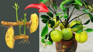 Summary of some ways to propagate grapefruit and jackfruit Stimulates plants to grow quickly [upl. by Dnomaid]