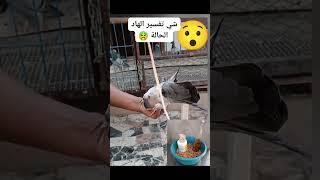 دودة طويلة تخرج من داخل حمامة🤮🤮 [upl. by Elephus]