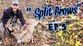 Big NY Buck Down Bow Hunting Whitetails In New York [upl. by Gainor481]