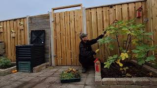 moestuin in het najaar november maand met exotische fruitbomen kijk amp like deze vijgenboom video [upl. by Acinorav]