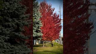 Spokane Washington autumn pop 10262024 🍂🎃💯🤙🏾 autumn fallfoliage spokane washington [upl. by Anelrad544]