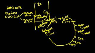 Krebs Cycle for Exercise Physiology [upl. by Enilekcaj]