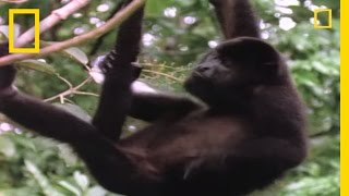 Worlds Loudest Animals Howler Monkeys  National Geographic [upl. by Lona]