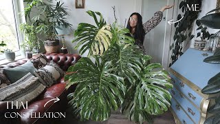 Cutting up my GIANT Monstera Thai Constellation [upl. by Nitsur]