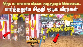 Alanganallur Jallikattu  இந்த காளையை பிடிக்க ஒருத்தரும் இல்லையா பாத்ததுமே சிதறி ஓடிய காளையர்கள் [upl. by Ary500]