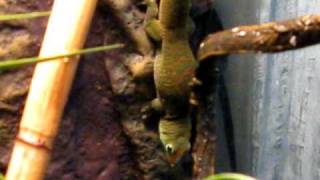 Giant day gecko Whites tree frog Vivarium [upl. by Aiekram]