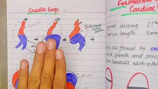 Septum formation in Truncus Arteriosus and Conus Cordis  CVS Embryology lectures Drsafwan Naveed [upl. by Denton]