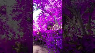 hindi 🏵️🌺song 🥰🏵️🌺love music 🥰🙏park 😂😅🌹🙏 [upl. by Nahamas]