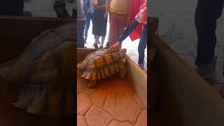 Quiero salir tortuga reptiles tortoise sulcata sulcatatortoise tortuguero tortuguitas pets [upl. by Aihsal]