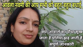 Amla Plant Care Tips  आंवला नवमी की शुभकामनाएं [upl. by Anahcar]