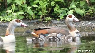 Egyptian goose with 3 chicks  Nilgans mit 3 Küken Ebertpark  Ludwigshafen am Rhein 28062021 [upl. by Armanda410]