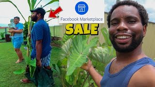 How I Started Selling Taro From My Garden On Facebook Marketplace  Jamaican In Australia 🇦🇺 [upl. by Mathe]