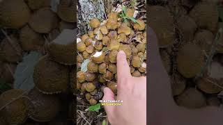 Surprising facts about mushrooms mushroomsurprisingfactsfungifungusamanitaoystermushrooms [upl. by Candida207]