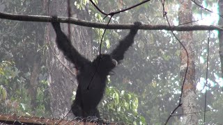 14 SIAMANGS RETROUVENT LA LIBERTÉ  First time in history 14 siamangs released [upl. by Attinahs]