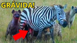 Hiena fez uma Cesariana Selvagem na Mãe Zebra  ARRANCOU O FILHOTE [upl. by Tempest810]