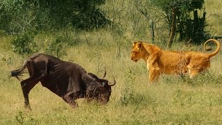 Wildebeest Passes Out in Front of Lion Mid Hunt [upl. by Ahsinuq]