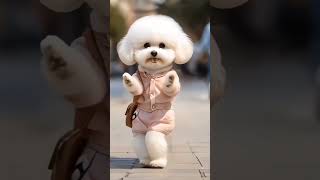 A cute dog dancecutedogyoutubeshorts [upl. by Goodspeed353]