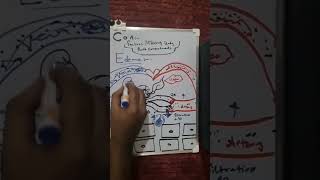 Renal diseases  Nephrotic syndrome causes edema شرح لمادة الفيسيولوجي بالعربي [upl. by Leupold125]