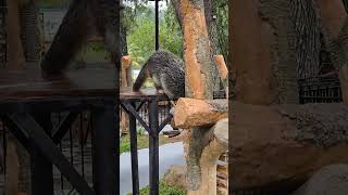 CIMORY DAIRYLAND PUNCAK PART 12 cimorydairylandpuncak bearkat bearcat binturong [upl. by Latif]