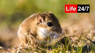 🔴 247 LIVE Cat TV for cats to watch 😺 Beautiful gerbils 4K [upl. by Gerita]