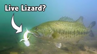 Do Bass Actually Eat LIZARDS  GoPro Live Lizard Footage Underwater [upl. by Tlevesoor207]