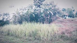 Nerbangin Drone DJI Tello Pagi Hari [upl. by Odnavres89]