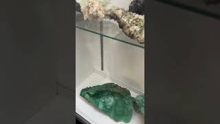 NJ Mineral amp Gem Show 2024 Part IV [upl. by O'Kelly]