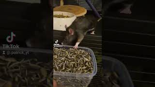 ratten tiktok [upl. by Nairrot]