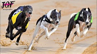 Greyhound Racing 500m  New Track Record 2020 [upl. by Eniad]