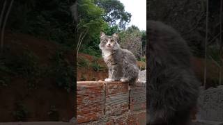 Cuide da natureza interior animals gatos shortsyoutube [upl. by Alethia]