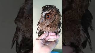 Love this Scops Owl alot フクロウ ワシミミズク сова сыч филин 雕鸮 猫头鹰 올빼미목 Burung Hantu [upl. by Wellington324]