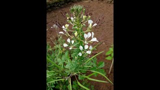 Complete Guide to grow Cleome Gynandra Plant in your garden Medicinal plant [upl. by Divadnhoj567]