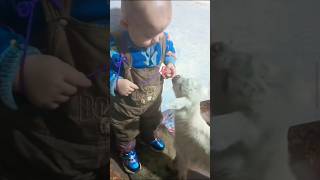 Cute Little Human amp Goat kid 😜shorts funny viralshorts viralvideo trending [upl. by Werdma464]