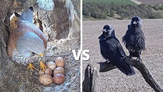 Kestrel vs Jackdaw  Brutal Fight To Defend 6 Kestrel Bird Eggs  Mr amp Mrs Kes  Robert E Fuller [upl. by Namie]