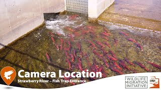 2023 kokanee salmon spawn in the Strawberry River  underwater camera [upl. by Lister]