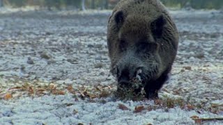 Chasse au sanglier dans les vosges tir dun Keiler [upl. by Akkahs]