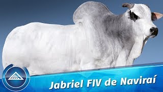 Jabriel FIV de Naviraí [upl. by Athey]