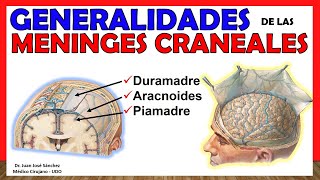 🥇MENINGES CRANEALES  Generalidades Duramadre Aracnoides Piamadre ¡Explicación Sencilla [upl. by Michel]