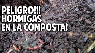 Como eliminar hormigas del compost  Compost en mi jardin cosasdeljardin [upl. by Heyer]