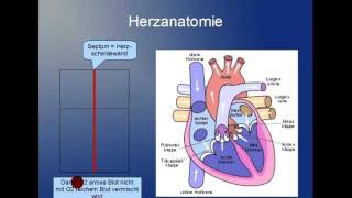 Herz 14 [upl. by Ahsyad]