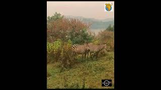 Bunyonyi Lake a small island with zebras and antelopes in Uganda [upl. by Inahpit]